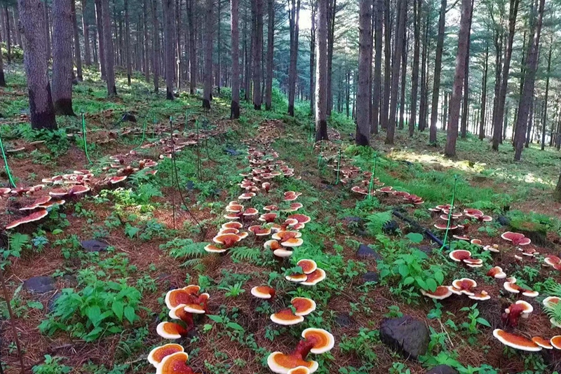 靈芝基地-森林種植