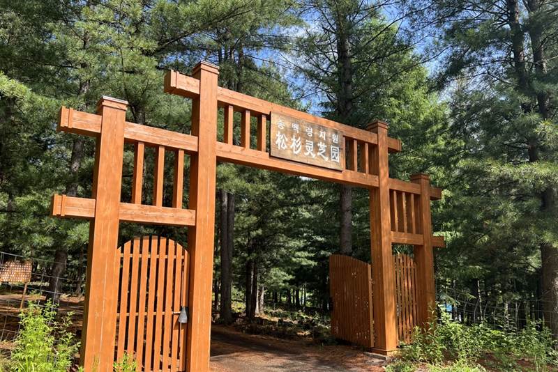 靈芝基地-松杉靈芝園