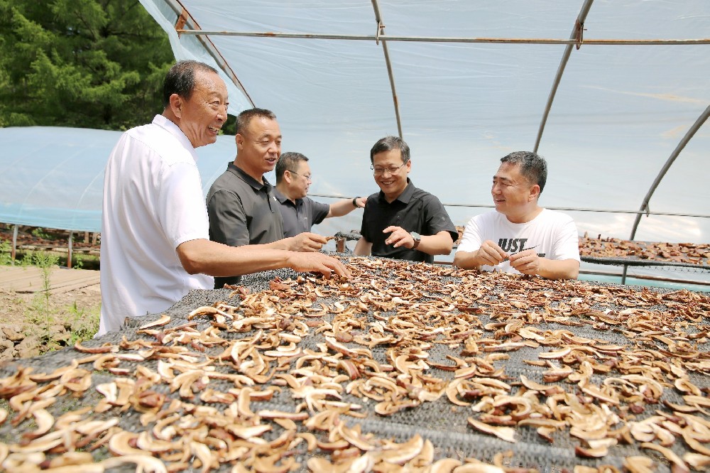 2024年7日21日長(cháng)白縣縣委書記王成在副縣長(cháng)譚曉轼.縣委辦(bàn)公(gōng)室主任李宏偉.馬鹿溝鎮委書記馬春海陪同下來我杉芝源靈芝種植基地調研并指導工(gōng)作(zuò)